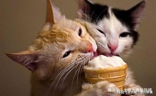 娱乐吃瓜猫咪视频大全免费观看