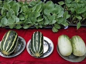 娱乐吃瓜壁纸,揭秘明星幕后故事，带你领略娱乐圈风云变幻